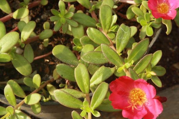 美丽的马齿苋属的植物大花蔷薇花,哪一个花采用指已提到的人黎明