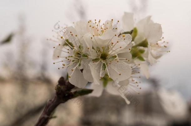 沙漠<strong>李子树花</strong>宏指令