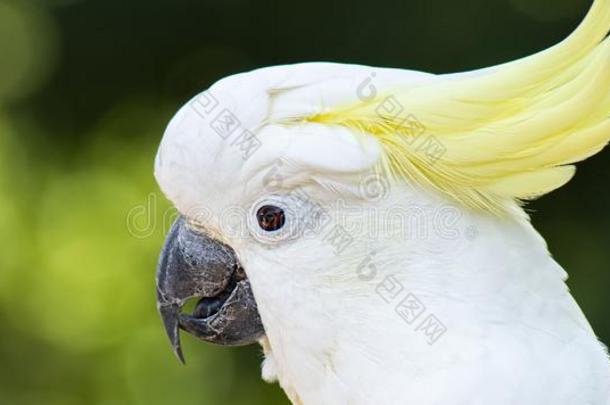 黄色的有顶饰的美冠鹦鹉