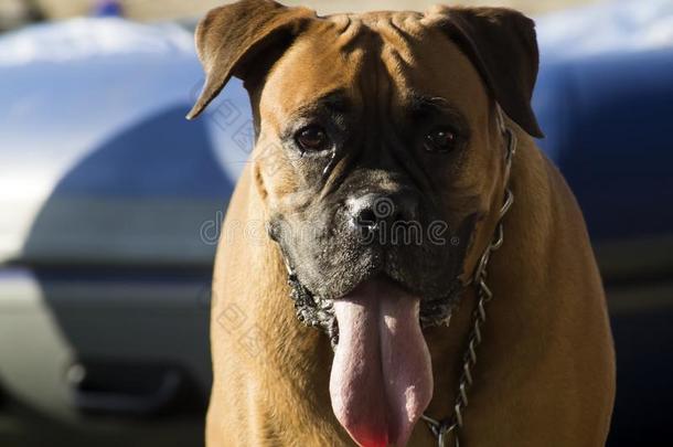 红色的狗产拳击手和一长的舌头