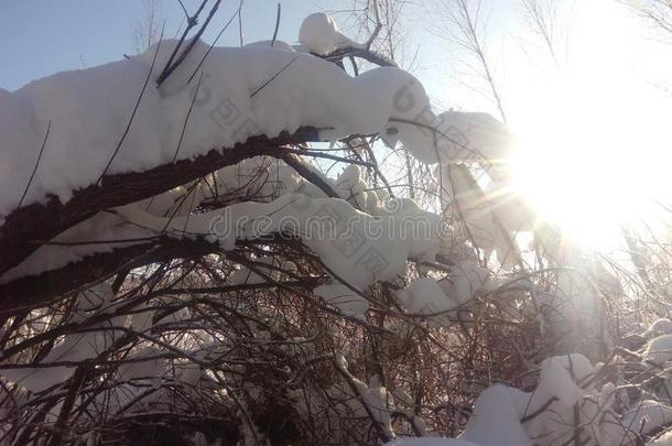 明亮的太阳.太阳放置黎明太阳不常见的微量从指已提到的人太阳.