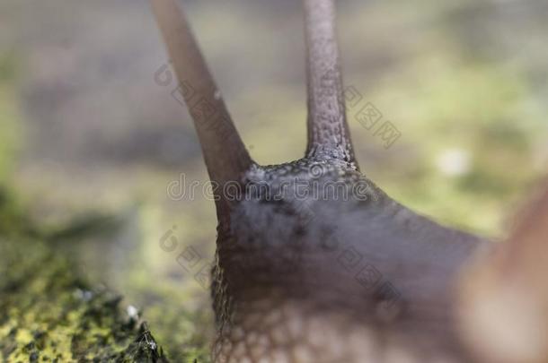 蜗牛阿卡钦.蜗牛s和悬钩子.蜗牛s向指已提到的人树.蜗牛