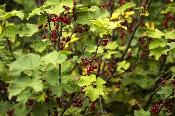 成熟的红色的小葡萄干种植向指已提到的人树枝关于一灌木,<strong>有用</strong>的浆果