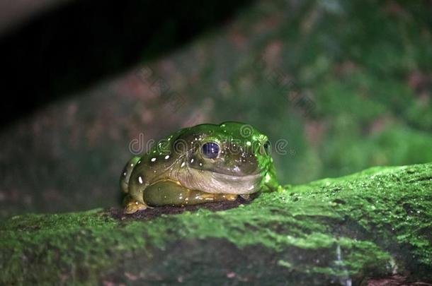一小的绿色的树青蛙