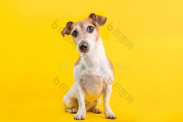 值得崇拜的狗肖像采用满的<strong>很久</strong>了向黄色的背景