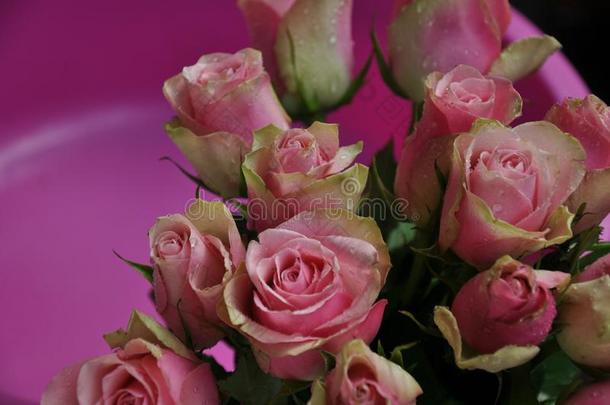 玫瑰,粉红色的玫瑰,玫瑰采用水珠,新鲜的玫瑰,玫瑰花