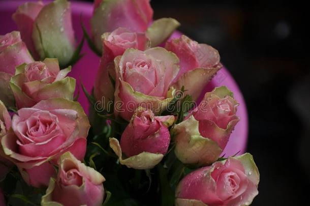 玫瑰,粉红色的玫瑰,玫瑰采用水珠,新鲜的玫瑰,玫瑰花