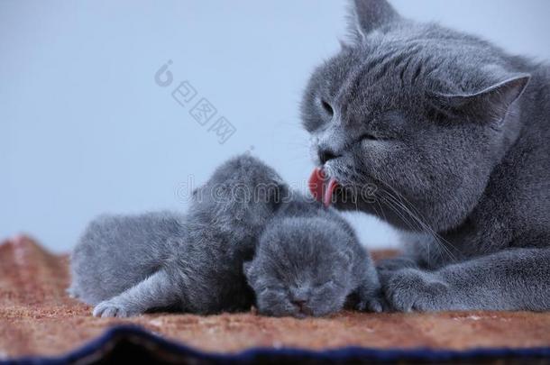 不列颠的短毛猫妈妈猫迷人的关心关于她婴儿
