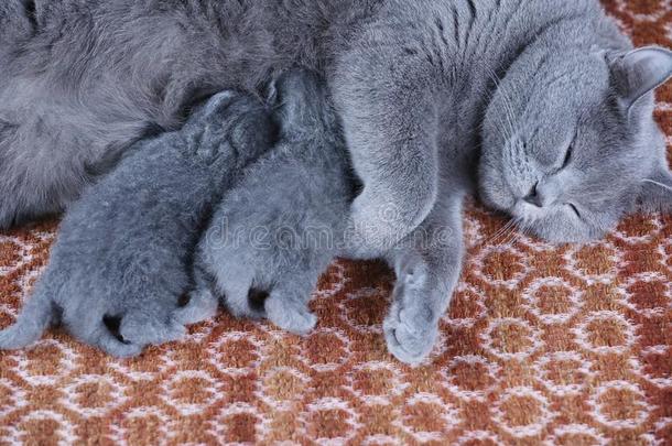 不列颠的短毛猫妈妈猫给食她婴儿