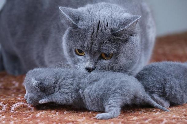 不列颠的短毛猫妈妈猫迷人的关心关于她婴儿