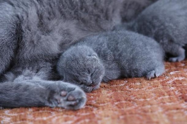 不列颠的短毛猫小猫睡眠在近处妈妈猫