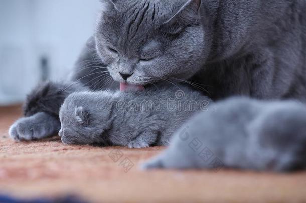 不列颠的短毛猫妈妈猫舔她小猫