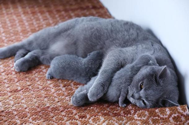 不列颠的短毛猫妈妈猫给食她婴儿