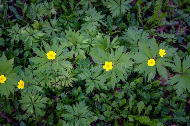 黄色的花关于银莲花龙眼盛开的采用spr采用g人名