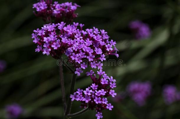微妙的紫色的马鞭草属植物小花反对黑暗的绿色的背景