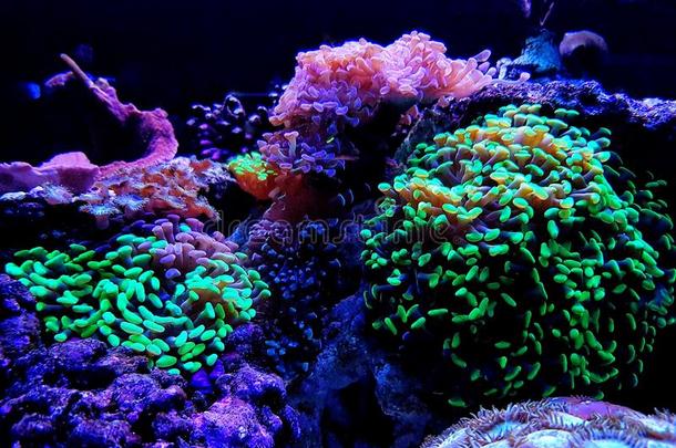 欧菲莉亚物种大大地珊瑚虫多石头的珊瑚采用盐水的礁浅绿色