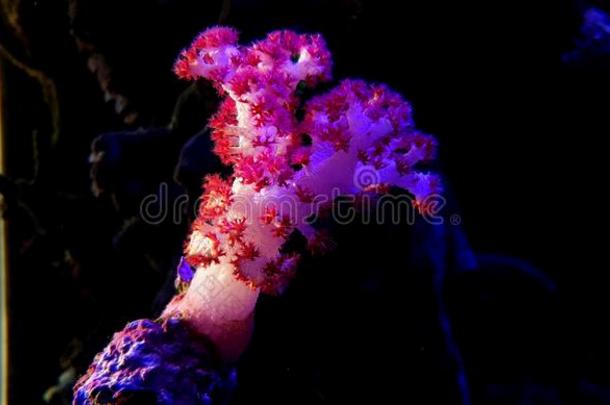 康乃馨红色的树珊瑚树状突起speciality专业.