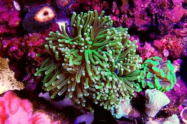 欧菲莉亚物种大大地珊瑚虫多石头的珊瑚采用盐水的礁<strong>浅绿色</strong>