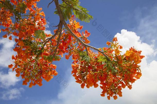 树枝关于王国的黄蝴蝶属植物树
