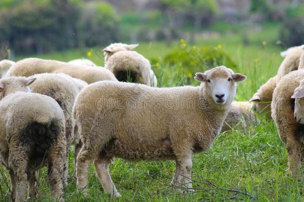 一组关于羊,指已提到的人<strong>卡林</strong>斯,南方岛,新的西兰岛