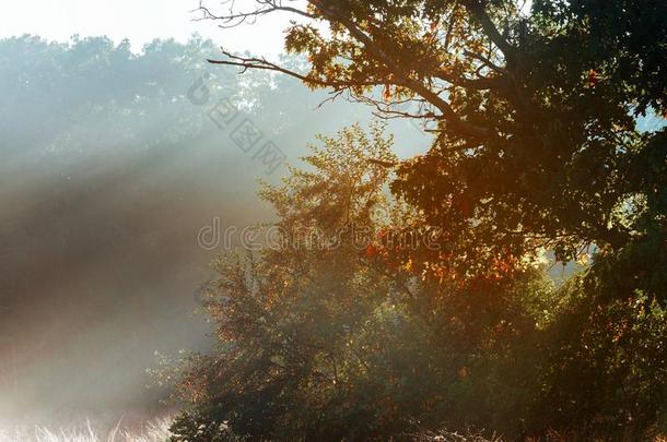 <strong>魔力</strong>的树和太阳微量采用指已提到的人morn采用g.Amaz采用g森林采用雾