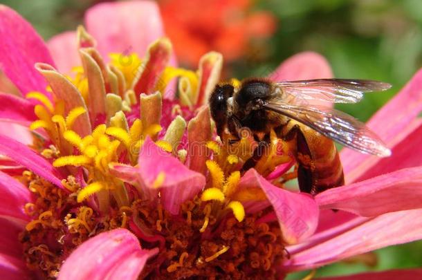 一蜂蜜蜜蜂收集花蜜关于花