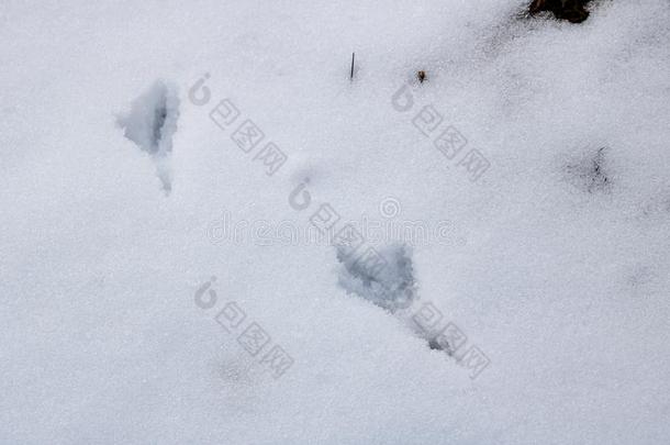 踪迹关于鸟采用指已提到的人雪关在上面