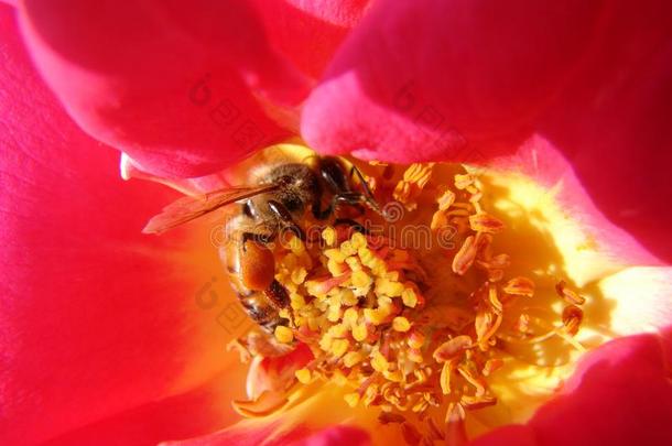 一蜂蜜蜜蜂收集花蜜关于花