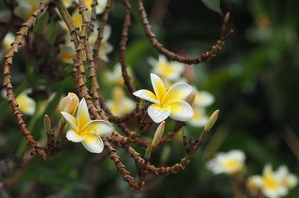 美丽的<strong>梅花</strong>花采用花园,白色的和黄色的<strong>梅花</strong>flores花