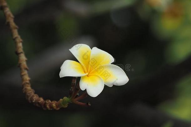 美丽的梅花花采用花园,白色的和黄色的梅花flores花
