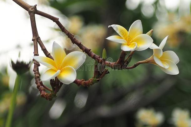 美丽的<strong>梅花</strong>花采用花园,白色的和黄色的<strong>梅花</strong>flores花