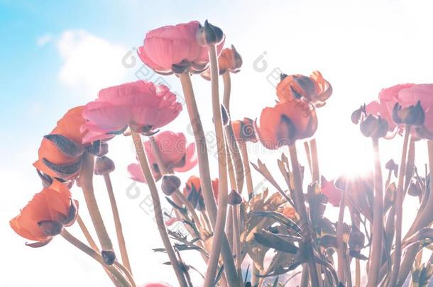 兰诺克尔/毛茛属植物/花/人名/波斯的毛茛