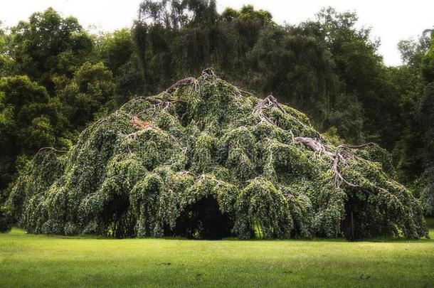 树树枝采用海德公园伦敦英格兰