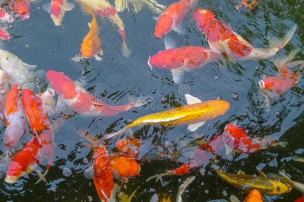 许多有色的锦鲤鲤鱼采用一池塘,J一p一n鱼c一llc一rp或锦鲤fiscal国库的