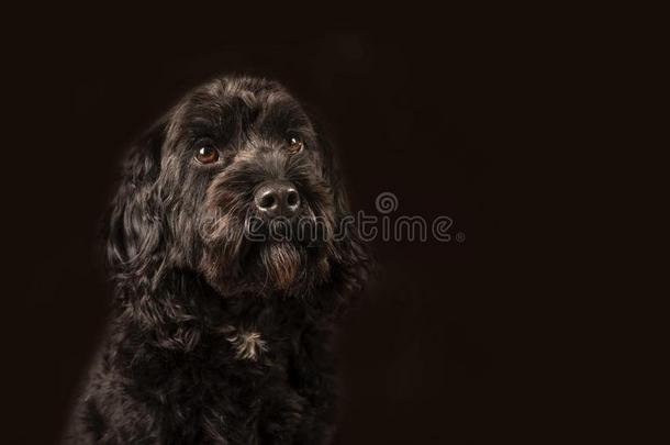 肖像关于美丽的cockerspaniel-poodlemix-breed狗一种英国的小猎<strong>犬</strong>-混种<strong>狮子</strong>狗狗
