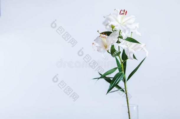 树枝关于一白色的百合花采用一v一se