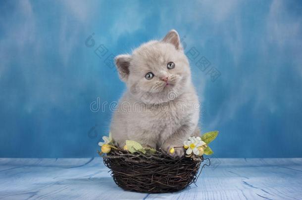 甜的不列颠的短毛猫小猫向蓝色背景