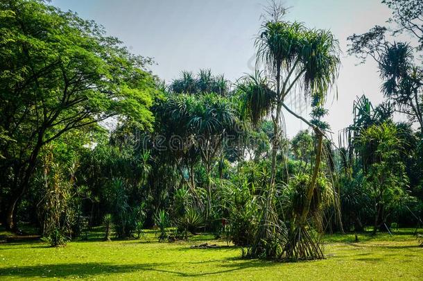 Pleomele龙舌兰属植物树异国的树从雨林采用茂物采用dones