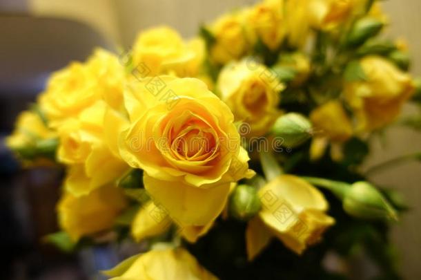 新鲜的黄色的玫瑰花束花背景
