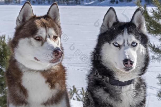 棕色的,黑的和白色的西伯利亚的嗓子哑的公狗关-在上面肖像.