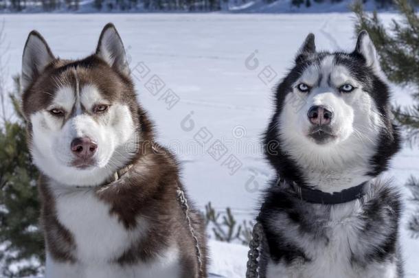 棕色的,黑的和白色的西伯利亚的嗓子哑的公狗冬和煦的：照到阳光的l和scap