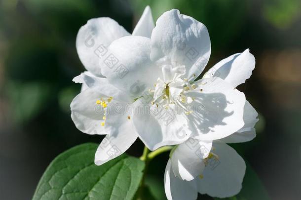 茉莉花宏指令特写镜头.山<strong>梅花冠状动脉</strong>的英语字母表的第12个字母.衬衫