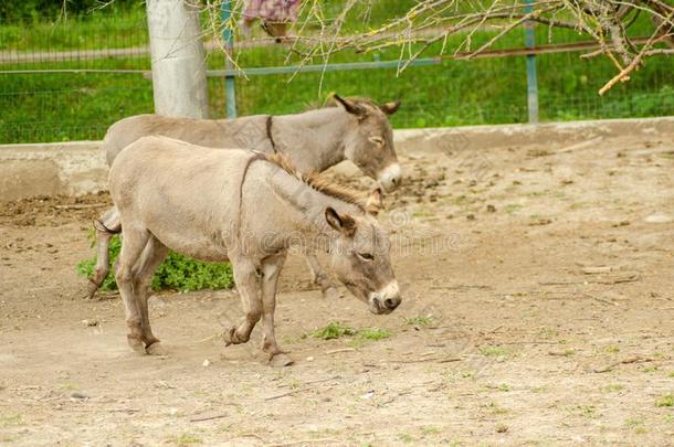 驴农场动物棕色的颜色关在上面漂亮的有趣的动物照片指已提到的人aux.构成疑问句和否定句