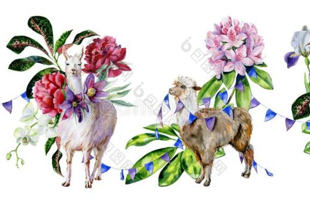 水彩模式关于羊驼,美洲驼和鸵鸟和兰花,rheumatism风湿病
