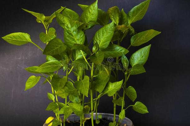 年幼的发芽新的绿色的胡椒植物采用泥土,黑的地球后座议员