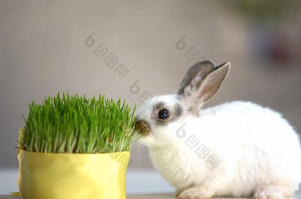 小的兔子吃绿色的有机的草,维生素增补,英语字母表的第16个字母
