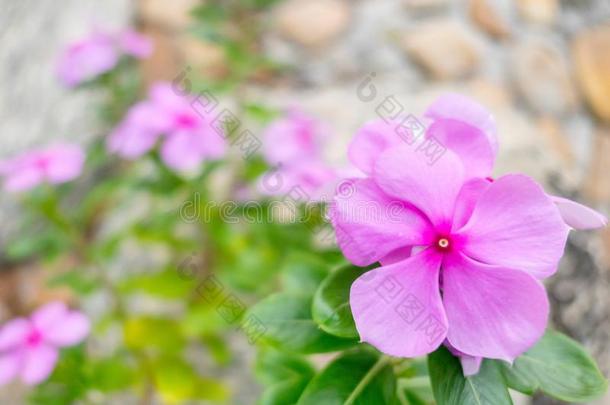 紫色的玫瑰色的<strong>长春花花</strong>和石头背景