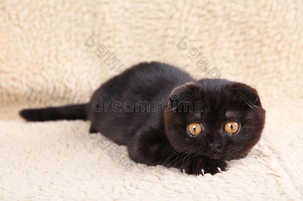 黑的小猫不列颠的短毛猫和黄色的眼睛向米黄色后座议员