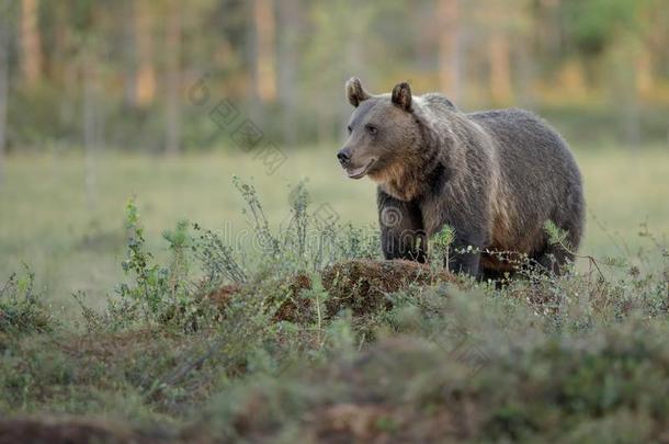 欧洲的棕色的熊,芬兰