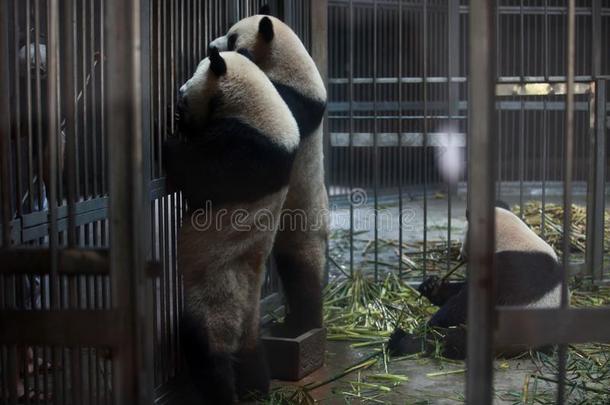 巨人熊猫采用成都巨人熊猫Breed采用g研究基础